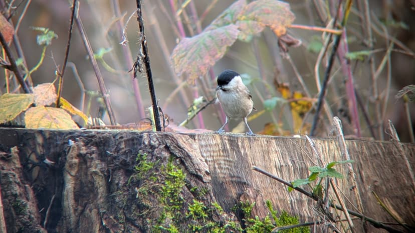 Les oiseaux des parcs et des jardins