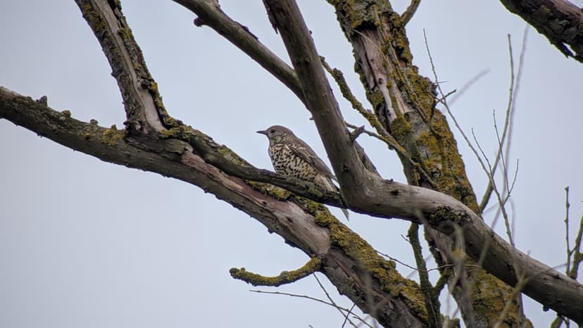 Nature en ville – Faune et flore urbaines